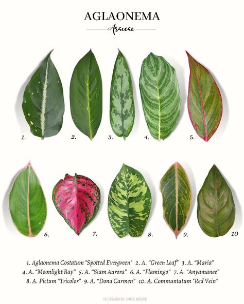 10 types of Aglaonema Aglonema Plant Variety, Aglaonema Propagation, Aglaonema Plant Care, Aglaonema Maria, Aglaonema Varieties, Plant Leaf Identification, Outdoor Zen Garden, Aglaonema Plant, Plant Classification