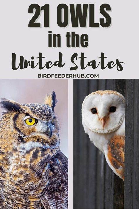 Discover the 21 types of owls that call the United States home, excluding rare vagrants. View photos, learn about their preferred habitats, and find out the best places to observe these intriguing birds in their natural environment. Photos Of Owls, Types Of Owls, Owl Habitat, Northern Spotted Owl, Wild Owl, Western Screech Owl, Elf Owl, Backyard Birds Sanctuary, Eastern Screech Owl