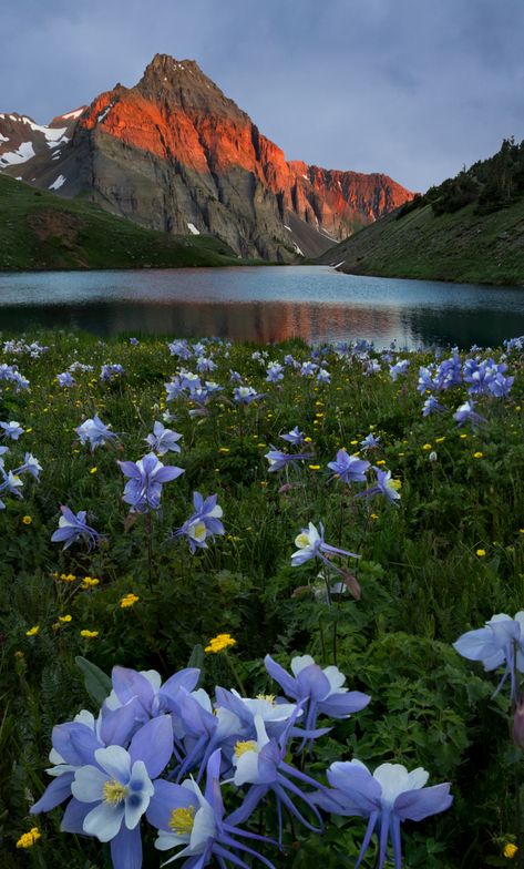 Meadow Garden