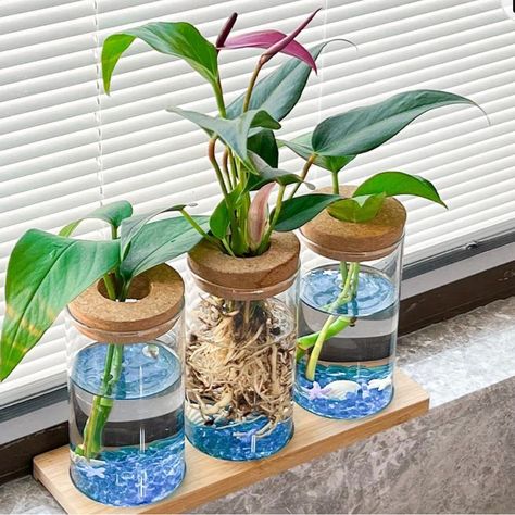 This Elegant 1pc Desktop Plant Terrarium Propagation Stations, Tabletop Glass Planter Water Planting Glass Vase With Wooden Tray For Propagating Hydroponic Plants Centerpiece Office Home Garden Decor Glass Planter Ideas, Plant In Glass Vase, Salad Mason Jar, Jar Plants, Plants In Glass Jars, Glass Plant Pot, Indoor Plants Clean Air, Water Plants Indoor, Plants Grown In Water