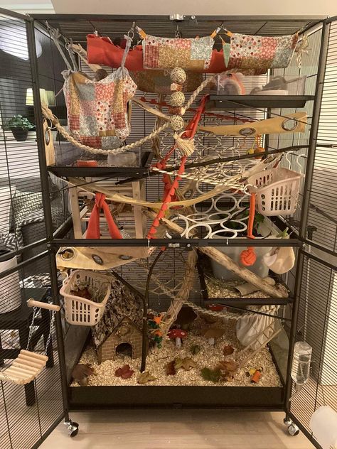 Pet Rat Enclosures, Rat Cage Set Up, Rat Cages Ideas, Rat Cage Setup Ideas, Rat Enrichment Diy, Rat Cage Ideas Aesthetic, Rat Free Roam, Pet Rat Cages Ideas, Rat Cage Ideas Diy