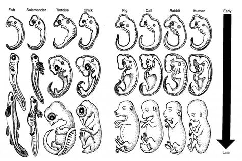 comparative embryology of vertebrates 2 Evolution Drawing, Cell Forms, Human Embryo, Vet Medicine, Evolutionary Biology, Theory Of Evolution, Developmental Stages, Craft Decorations, Drinking Buddies