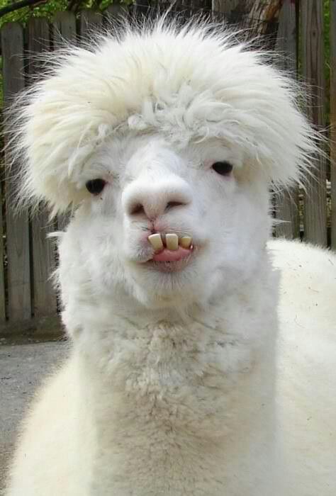 Super funny Buck Teeth Funny, Ugly Animals Funny, Funny Lama, Funny Celebrities, Funny Celebrity Pics, Funny Animal Faces, Rare Albino Animals, Buck Teeth, Ugly Animals