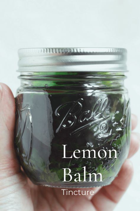 How to Make a Lemon Balm Tincture - Herby Gardens Basil Tincture Recipe, Diy Natural Antibiotic, How To Make Saffron Tincture, Lemon Balm Syrup, Lemon Balm Tincture Benefits, Basil Tincture Benefits, Drying Lemon Balm, Healing Tinctures, Basil Tincture