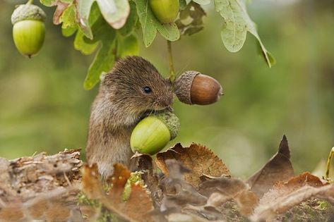 Water Vole, Tattoo Nature, Animals Tattoo, Nature Wallpapers, About Water, British Wildlife, Woodland Creatures, Rodents, Enchanted Forest