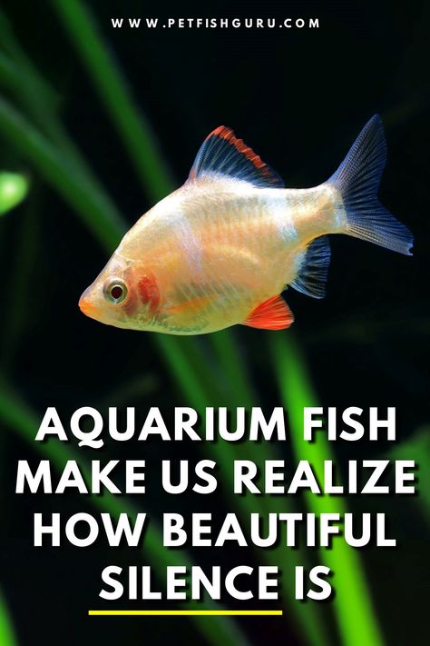 Aquarium fish quotes, aquarium fish saying Fish Love Quotes, Fish Sayings Quotes, Fish Captions, Aquarium Quotes, Fish Quotes, Dreamer Quotes, Food Quotes Funny, Nemo Dory, Diy Jar