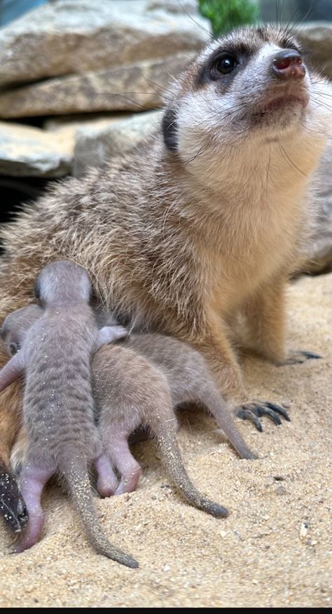 Baby meerkats at the Smithsonian, May, 2023 Marine Biology, May 2023, Apple Blossom, Biology, Blossom, Pokemon, Memes, Plants, Animals