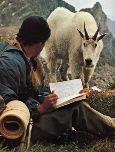 http://limeflavored.tumblr.com/post/147281910307 Mountain Goat, Reading A Book, Animals Friends, National Geographic, The Great Outdoors, The Mountain, Make Me Smile, A Book, Goats