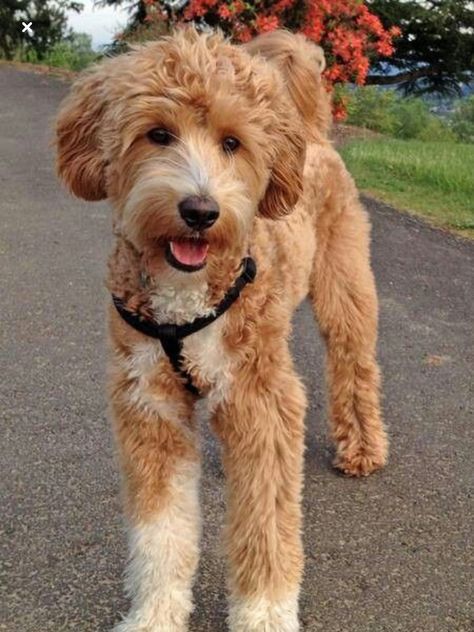 Goldendoodle Straight Hair Goldendoodle, Labradoodle Haircut, Poodle Cross Breeds, Labradoodle Grooming, Goldendoodle Haircuts, Goldendoodle Grooming, Labradoodle Dogs, Puppy Grooming, Puppy Cut