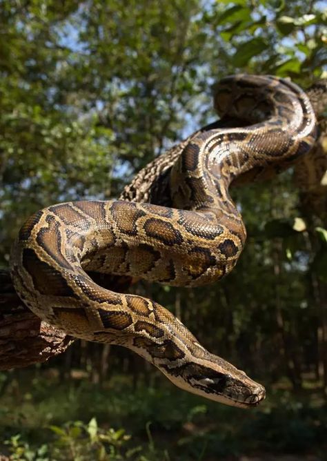 Snakes, Python, Burmese Python, A Snake, Burmese, Did You Know, The World