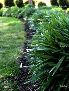 I like this look, need to find how to grow this.  Would look nice in back yard...... Miscanthus Sinensis Gracillimus, Lily Turf, Monkey Grass, Types Of Grass, Grasses Landscaping, Lawn Edging, Perfect Plants, Perfect Garden, Ornamental Grasses