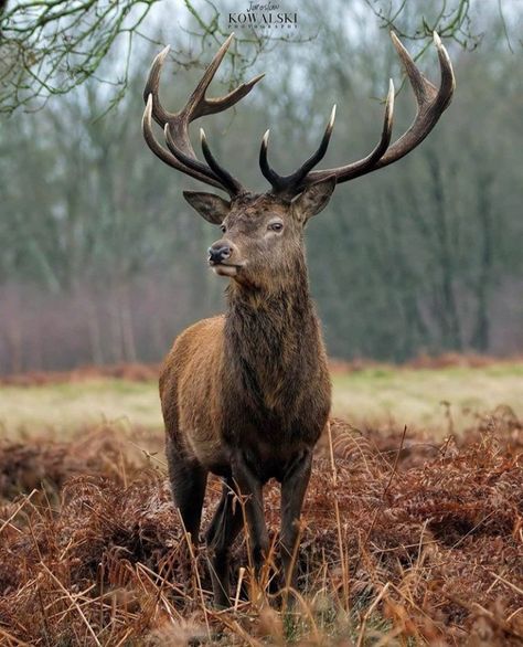 Stag Photography, Deer Images, Elk Pictures, Elk Photo, Elk Photography, Deer Photography, Majestic Deer, Deer Wallpaper, Hunting Pictures