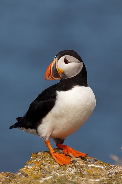 Adorable Atlantic Puffin taken during nesting season in Canada. On Nova Scotia, you can see wild puffins! Cool Looking Animals, Animal Drawing Reference Photo, Animal Reference Photos For Drawing, Puffin Photos, Puffin Drawing, Puffin Tattoo, Canada Animals, Atlantic Puffin, Puffins Bird