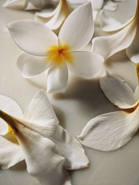 Wild Veil fragrances with the milky tropical notes of plumeria flower, also known as frangipani. Enter PLUMERIA at checkout. Frangipani Perfume, Frangipani Aesthetic, Monoi Flower, Plumeria Perfume, Flowers Plumeria, Tahitian Gardenia, Frangipani Flower, Spa Luxury, Living Art