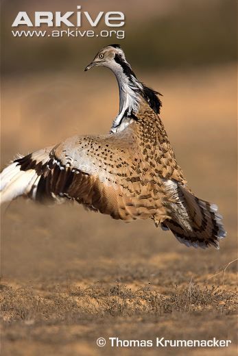 Houbara Bustard, Northern Africa, Canary Islands, Southeast Asia, Birds, Google Search, Animals