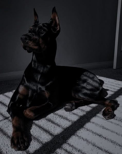 Black Doberman, Doberman Pinscher Dog, Scary Dogs, Doberman Puppy, Doberman Dogs, Pets 3, Pretty Dogs, Guard Dogs, Doberman Pinscher