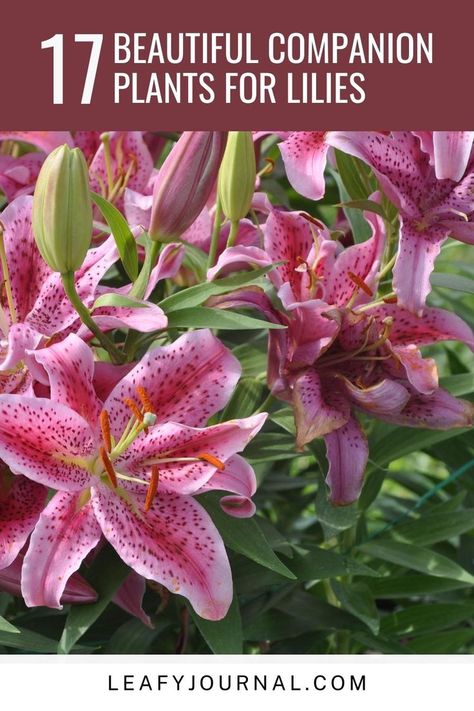 Transform your garden into a paradise with these 17 stunning companion plants for lilies! Discover the perfect pairings that will elevate your floral display and create a harmonious landscape. Tiger Lily Companion Plants, Day Lily Companion Plants, Lilies Landscaping Ideas, Asiatic Lilies Landscaping, Asiatic Lilies Landscaping Ideas, Lilies In Garden, Asiatic Lily Landscaping Gardens, Lilly Landscape Ideas, Lily Flower Bed Ideas