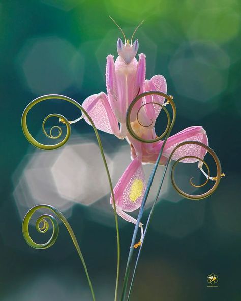 Mantis Marvel, Congratulations Photos, Orchid Mantis, Foto Macro, Beautiful Dogs Photos, Nature Aesthetics, Insect Wings, Award Winning Photography, Hidden Beauty