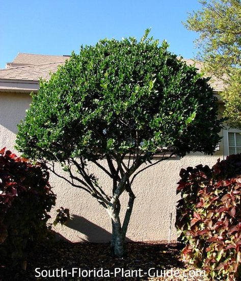 tree trimmed like bonsai Ligustrum Tree, Front Yard Hedges, Best Shade Trees, Small Ornamental Trees, Cherry Laurel, Florida Trees, Front Lawn Landscaping, Florida Landscape, Provence Garden