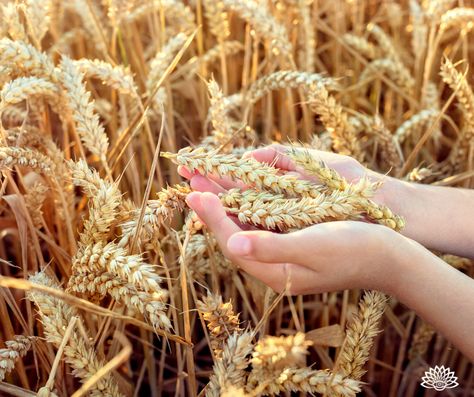 Pagan Holidays Lughnasadh Lammas | Everything You Need To Know - The Peculiar Brunette Lughnasadh Aesthetic, Witchy Holidays, Pjo Cabins, Ritual Ideas, Celtic Deities, Pagan Holidays, Wheat Free Diet, Greek Pantheon, Wicker Man