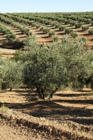 Olive Tree Care, Farming Landscape, Hedge Fence, Olive Tree Painting, Growing Olive Trees, Olive Grove, Under The Tuscan Sun, Fall Garden Vegetables, Recycled Garden