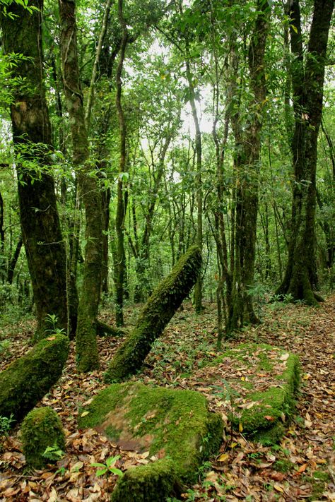 What to see and do in Meghalaya | Condé Nast Traveller India Nature, Sacred Grove, Sacred Groves, Oak Grove, Sacred Tree, The Poem, Nature Aesthetic, Unesco World Heritage, World Heritage Sites