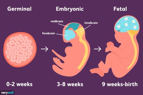 The stages of prenatal development represent a tremendous amount of change from conception to birth. Learn more about the science behind each stage. Prenatal Development Stages, Philippine Flag Wallpaper, Psychosocial Development, Prenatal Development, Medical Ultrasound, Psychology Notes, Relationship Stages, Mental Health Facts, Fetal Development