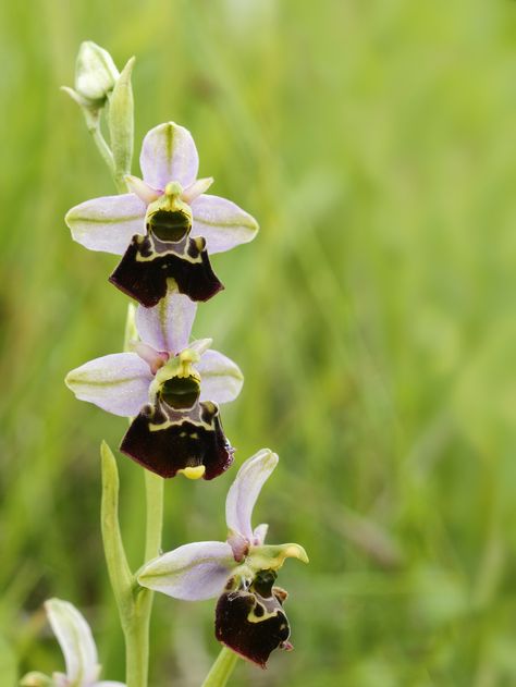 Ophrys fuciflora. A bee orchid from more temperate climes. Velvety black and delicate lavender. Goth Garden, Black Garden, Rich Color, Orchids, Wild Flowers, Bee, Pastel, Plants, Color