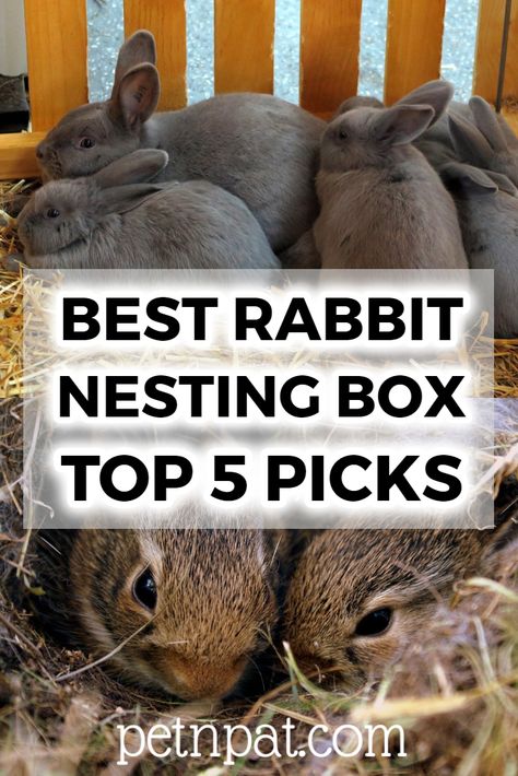 Best Rabbit Nesting Box Guide | Top 5 Picks #pets #animals #rabbits #bunny Rabbit House Size, Rabbit Nesting Boxes Diy, Diy Nesting Box For Rabbits, Rabbit Nest Box Diy, Foraging Box For Rabbits, Rabbit Nesting Boxes, Diy Rabbit Nest Box Ideas, Bunny Nesting Box Diy, Nesting Boxes For Rabbits