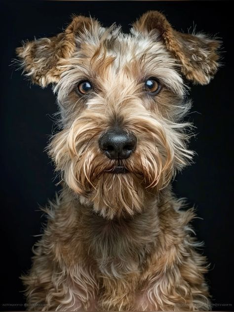 Dog Poses Reference Photo, Dog Portrait Photography, Pet Portraiture, Beautiful Dogs Photos, Animal Photography Wildlife, Dogs Photography, All Types Of Dogs, Lakeland Terrier, Dog Photograph