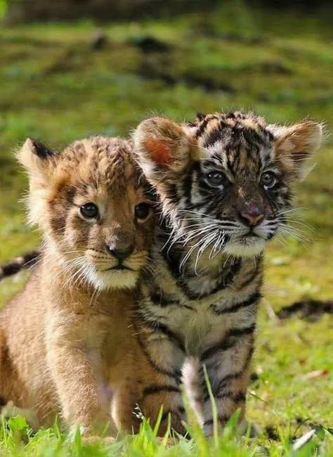 Baby Tigers, Tiger Cubs, Cats Tumblr, Tiger Pictures, Cute Tigers, Baby Tiger, Tiger Cub, Majestic Animals, Baby Animals Funny