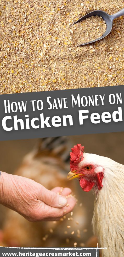 Chicken Guide, What To Feed Chickens, Food For Chickens, Best Egg Laying Chickens, Egg Laying Chickens, Types Of Chickens, Chicken Eating, Chicken Treats, Raising Backyard Chickens