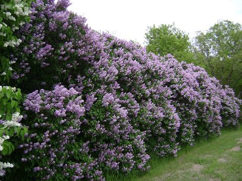 Cerca Natural, Hedge Plants, Garden Hedges, Privacy Plants, Lilac Tree, Lilac Bushes, Privacy Landscaping, Purple Garden, Aesthetic Couple