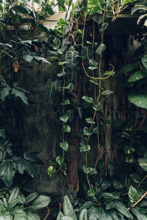 Garden Uk, Gothic Garden, Garden Vines, University Of Cambridge, Plant Aesthetic, Cambridge University, Garden Photography, Botanic Garden, 판타지 아트