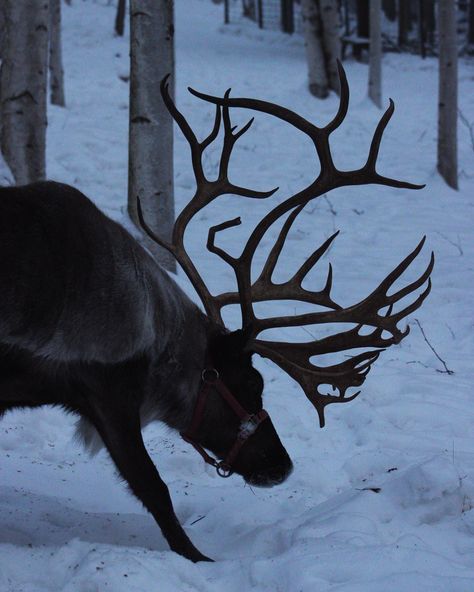 Reindeer 🦌 #reindeer #reindeers #reindeerfarm #farm #alaska #alaskan #alaskalife #alaskaphotography #alaskaadventure #alaskareindeer #alaskareindeerfarm #photo #photos #photographer #photographers #photography #photographylovers #naturephotography #reindeerphotography #reindeerphoto Winter Animals Aesthetic, Alaskan Aesthetic, Reindeer Aesthetic, Reindeer Photography, Meghan Quinn, Irish Elk, Black Reindeer, Christmas In Germany, Flying Reindeer