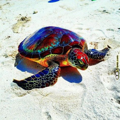 Colorful rainbow turtle Rainbow Turtle, Colorful Turtle, Water Turtle, Baby Sea Turtles, Cele Mai Drăguțe Animale, Chihuahua Puppy, Art Magic, Turtle Love, Beautiful Sea Creatures