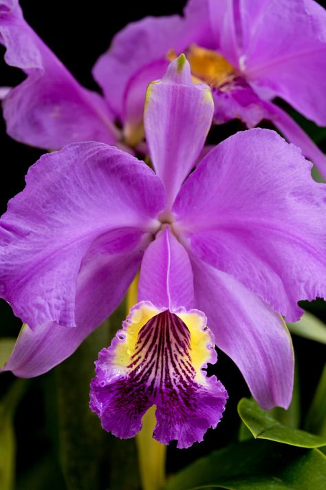 Taken at American Orchid Society in Delray Beach, Fl. Society will be closing down the greenhouse this May due to economic condition. Cattleya Orchid, Exotic Orchids, Unusual Flowers, Purple Orchids, Beautiful Orchids, Orchid Flower, Exotic Flowers, Flower Beauty, Beautiful Blooms