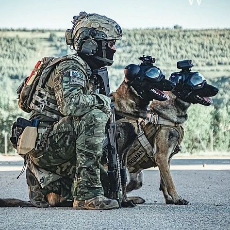 K9 Unit/ Working dogs/ on Instagram: “Tactical Spanish Special Forces 🇪🇦 ........................................ 📷 by @warmemories_spain 🇪🇦 #militarydogsofinstagram…” Special Forces Army, Best Special Forces, Belgium Malinois, Dog Soldiers, Army Dogs, Service Dogs Gear, Dog Hero, K9 Training, K9 Dogs