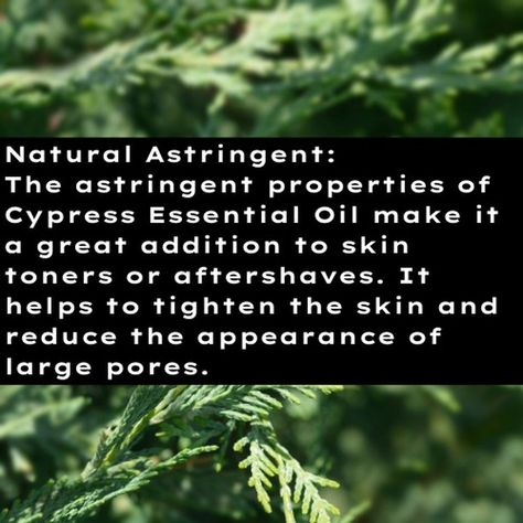 🌿 Harness the Power of Cypress Essential Oil 🌿 Bring the natural benefits of Cypress Essential Oil into your daily routine! With its fresh, woody aroma and a wide range of uses, this oil is your go-to for boosting wellness and creating a calming environment. From skincare to relaxation, Cypress has you covered. ✨ Why You’ll Love It ✨ 🌬️ Supports Respiratory Health: Helps promote clear breathing and ease congestion. 🏡 Natural Deodoriser: Freshens up your space, neutralising unwanted odours ... Cypress Essential Oil Benefits, Homemade Skincare, Cupressus Sempervirens, Cypress Oil, Cypress Essential Oil, 100ml Bottle, Calming Essential Oils, Massage Oils, Emotional Stability