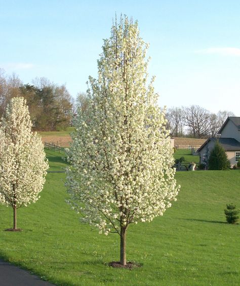 Genus: Pyrus Species: calleryana Common: Flowering Pear H: 30-50 W: 20-35 Z: 5-8 Cleveland Select Pear Tree, Cleveland Pear Tree, Driveway Trees, Ornamental Pear Tree, Pyrus Calleryana, Flowering Pear Tree, Short Trees, Trees For Front Yard, Tree Lined Driveway