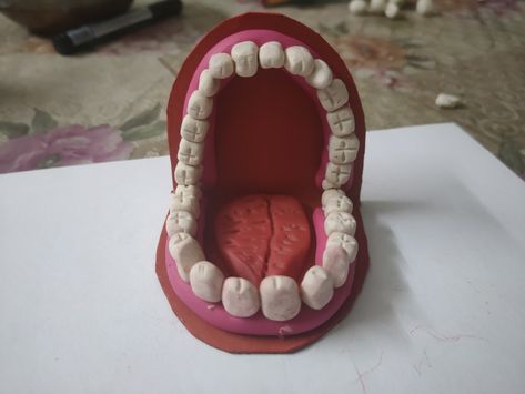 Teeth Clay Art, Clay Teeth Diy, Teeth Model Project, Clay Mouth, Clay Teeth, Teeth Model, Diy Teething, Atomic Structure, Work Activities