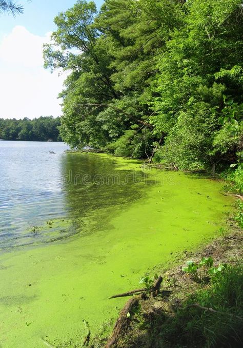 Algae. Blooming in a lake in summer #Sponsored , #Sponsored, #SPONSORED, #Algae, #lake, #summer, #Blooming Algal Blooms, Algae Bloom, Pool Algae, Green Pool, Lake Summer, Green Algae, Forest Photos, True North, Green Nature