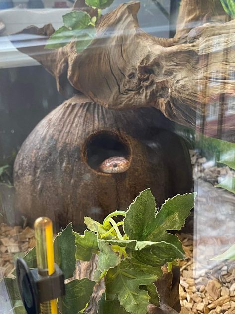 corn snake sleeps in a cage Pet Snake Enclosure, Snake Cage Ideas, Corn Snake Cute, Corn Snake Enclosure, Python Enclosure, Snake Habitat, Snake Cage, California King Snake, Snake Cages