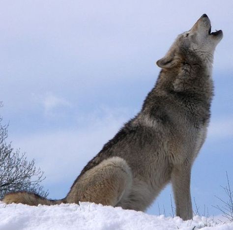 Howling adult wolf Wolf Photos, Wolf Love, Howl At The Moon, Your Spirit Animal, Wolf Pictures, Wolf Spirit, Beautiful Wolves, Grey Wolf, Lone Wolf