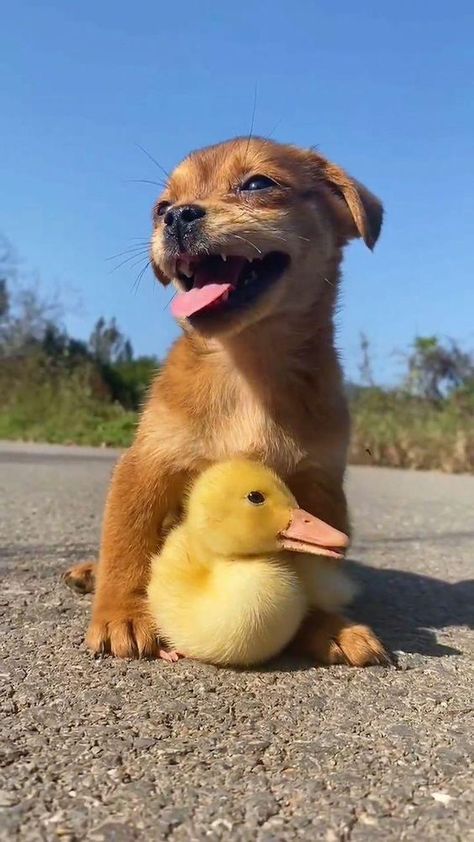 cute dog,cute duck Cute Fluffy Dogs, Dog Remedies, Pet Ducks, Cute Ducklings, Animals Photography, Dog Baby, Cute Duck, Cute Little Puppies, Super Cute Animals