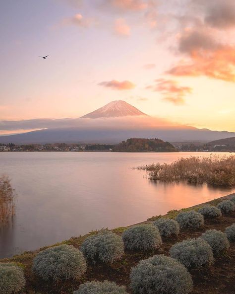 Visit Japan: For some of the best views of Mt. Fuji, head to Oishi Park on the north shore of...    #Visitjapan, #Nature, #VisitJapan, #VisitJapanAU    https://www.alojapan.com/291210/visit-japan-for-some-of-the-best-views-of-mt-fuji-head-to-oishi-park-on-the-north-shore-of/    . Lake Kawaguchiko, Mt Fuji, Visit Japan, Travel Photo, Seasonal Flowers, West Side, North Shore, Japan Travel, Nice View