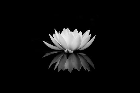 Lotus Flower Black Background, Watch Faces Background Black, Lilys Aesthetic, White Flower Black Background, Lotus Black And White, Lotus Flower Black And White, Lotus Flower Outline, Flower Black Background, Sunflower Mandala Tattoo