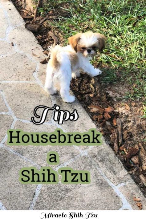 Shih Tzu Puppy Training, Shih Tzu Training, Shitzu Dogs, How To Potty Train, Shih Tzu Grooming, Shitzu Puppies, Potty Train, Potty Training Puppy, Yoga Iyengar