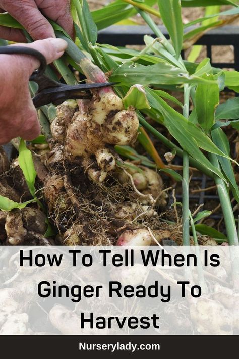 Ginger harvesting time -
How to harvest ginger root -
Ginger root maturity signs -
Ginger harvesting techniques -
Ginger harvest season -
Ginger harvesting guide -
Ginger root harvesting tips -
Harvesting ripe ginger -
Ginger root digging process -
Harvesting and storing ginger -
Ginger plant growth stages -
Ginger root size for harvesting -
Soil conditions for ginger harvesting -
Ginger plant leaf yellowing as a sign -
Ginger plant flowering and harvesting -
Ginger root color changes - Growing Herbs In Pots, Raw Ginger, Ginger Recipes, Growing Herbs, Medicinal Herbs, Medicinal Plants, The Signs, Sustainable Living, Gardening Tips