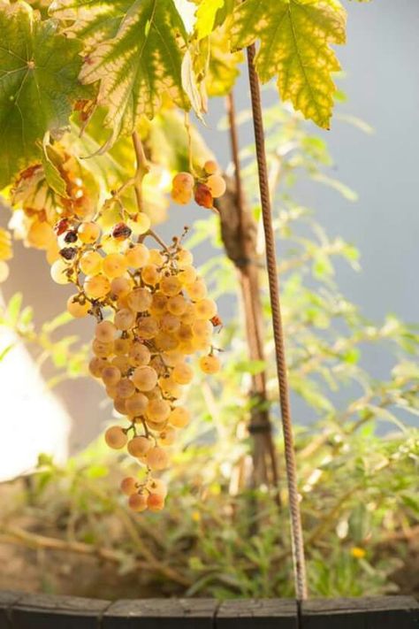 Uvas Blancas Grapes, Fruit